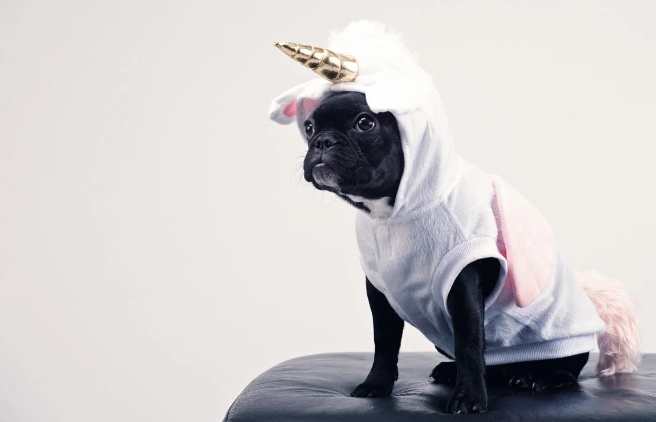 pets-dog-costume-halloween-2023